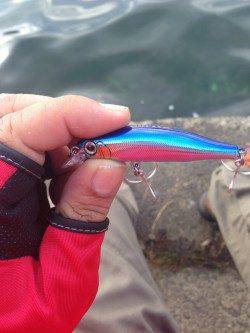 早瀬　ナブラが寄らず苦戦もハマチクラスのツバスゲット