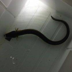 うなぎ狙いで紀ノ川へ〜セイゴ・キビレなどゲスト多く楽しめました