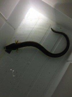 うなぎ狙いで紀ノ川へ〜セイゴ・キビレなどゲスト多く楽しめました