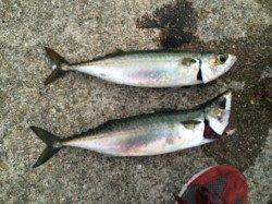 朝一渡船で神戸沖堤へ、ナブラもたっていて大鯖GET