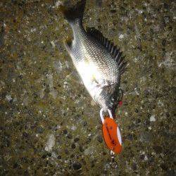 高砂埋立地　チニング釣行もキビレの釣果