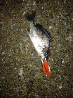 高砂埋立地　チニング釣行もキビレの釣果