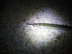 大蔵海岸　23時〜14時ｍのメバリングでメバル＆サヨリ