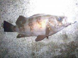 大蔵海岸　23時〜14時ｍのメバリングでメバル＆サヨリ