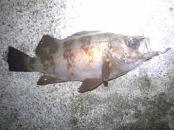 大蔵海岸　23時〜14時ｍのメバリングでメ…