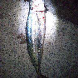 大蔵海岸の大サバ狙い、沢山の電気浮きでしたが・・・