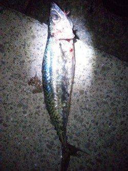 大蔵海岸の大サバ狙い、沢山の電気浮きでしたが・・・