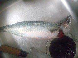 大蔵海岸の大サバ狙い、沢山の電気浮きでしたが・・・