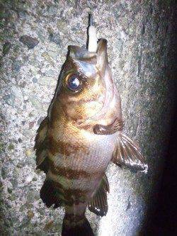 仕事帰りの1時間でメバル狙い〜ナイスファイトでした！