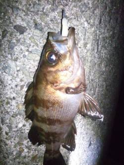 仕事帰りの1時間でメバル狙い〜ナイスファイ…