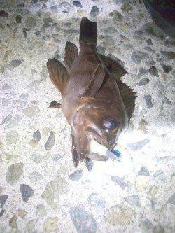 仕事帰りの1時間でメバル狙い〜ナイスファイトでした！