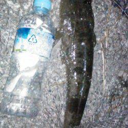 和歌川でのチニングは当たりなく、諦めかけた時にマゴチがHIT！