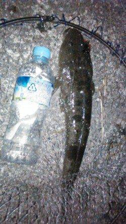 和歌川でのチニングは当たりなく、諦めかけた時にマゴチがHIT！