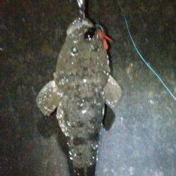 和歌川でのチニングは当たりなく、諦めかけた時にマゴチがHIT！