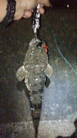 和歌川でのチニングは当たりなく、諦めかけた時にマゴチがHIT！