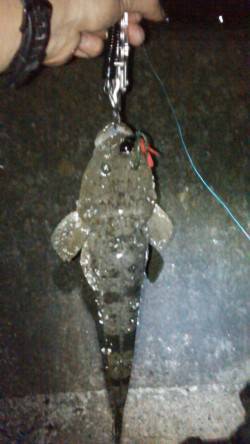 和歌川でのチニングは当たりなく、諦めかけた…