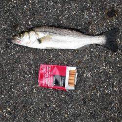 竹野にてルアーでシーバス&マゴチ