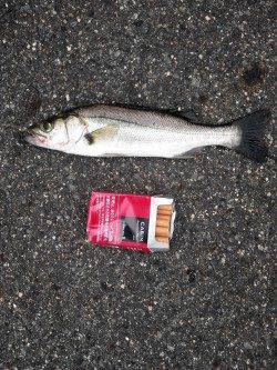 竹野にてルアーでシーバス&マゴチ