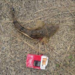 竹野にてルアーでシーバス&マゴチ