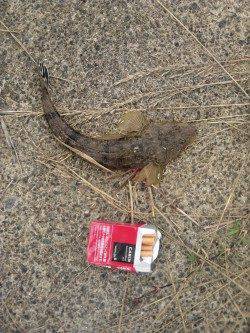 竹野にてルアーでシーバス&マゴチ