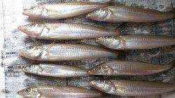 佐野ベルコン跡にて投げ引き釣りで良型キス