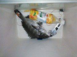 和歌川河口でチニング　なんとかチヌGET