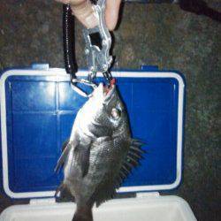 和歌川河口でチニング　なんとかチヌGET