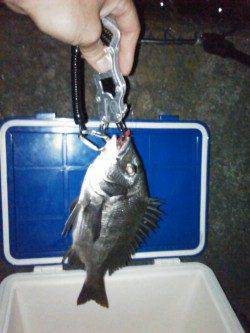 和歌川河口でチニング　なんとかチヌGET