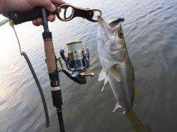 流れ濁りとも良い感じの円山川でシーバス、やっぱり居ました＾＾ｖ