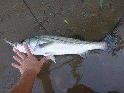 流れ濁りとも良い感じの円山川でシーバス、やっぱり居ました＾＾ｖ