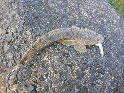 河口サーフエリアでフラットフィッシュ狙い！