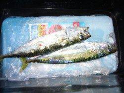 りんくう周辺アジ狙いは姿見えず・・・潮止まり寸前にサバをゲット