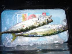 りんくう周辺アジ狙いは姿見えず・・・潮止ま…