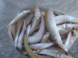 淡路島・津井でのちょい投げでキス40匹