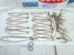 生穂　投げ釣りのキスはピンギスモードに突入…