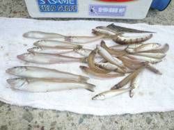 佐野ベルコン跡にて投げ引き釣りで良型キス