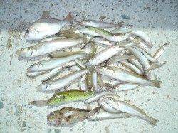 洲本にてキスの投げ釣行、ピンギス〜23cmを40匹