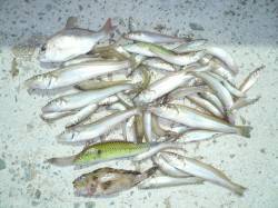 洲本にてキスの投げ釣行、ピンギス〜23cm…