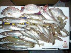 投げ釣りのキス狙いは足で稼いで土産ゲット