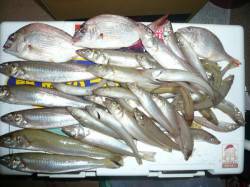 投げ釣りのキス狙いは足で稼いで土産ゲット