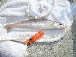 佐野の潮止まりを狙い釣行〜潮が止まりはじめると良型キスの強烈なアタリ