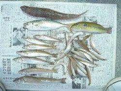 佐野の潮止まりを狙い釣行〜潮が止まりはじめると良型キスの強烈なアタリ