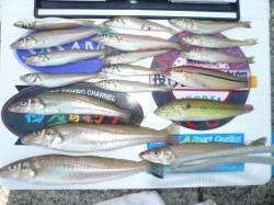 日中の暑さを避け早朝から津名港へ投げキス釣…