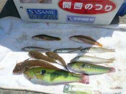 明石港　昨日の残りゴカイで投げ釣り釣行