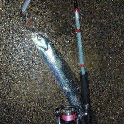 ワインドでタチウオの釣果〜兵庫突堤夏タチの回遊が始まってます♪