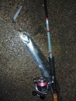 ワインドでタチウオの釣果〜兵庫突堤夏タチの…