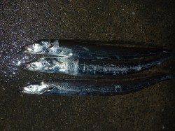 ワインドでタチウオの釣果〜兵庫突堤夏タチの回遊が始まってます♪