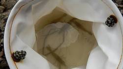 淀川河口　のべ竿のウキ釣りで手長エビゲット…