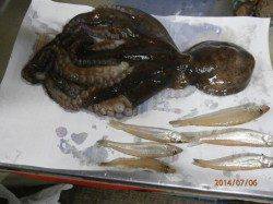 宮津でキスゲーデビュー! タコがかかってタコ焼きにしました♪