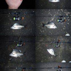 大阪南港　一週間ぶりのチニング釣行は二桁釣果